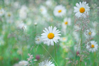 Daisies