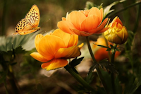 Orange Flowers