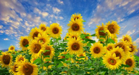 Sunflowers